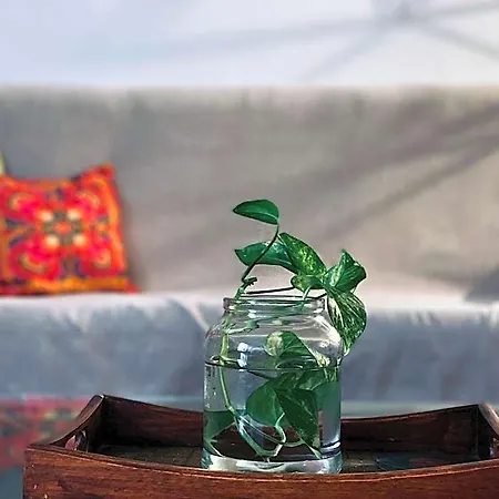 Lima Sol House Vandrerhjem Limassol